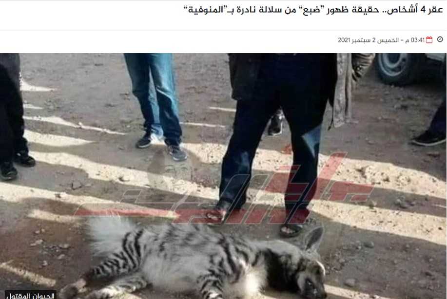 "ضبع من سلالة نادرة في محافظة المنوفية" | ادعاء مضلل