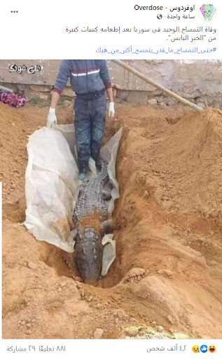 "وفاة آخر تمساح في سوريا بسبب تناول كمية كبيرة من الخبز اليابس" | ادعاء كاذب